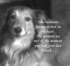 a black and white photo with a dog in it's hat saying two moments forever attached on my heart the moment we met at the moment you took your last breath