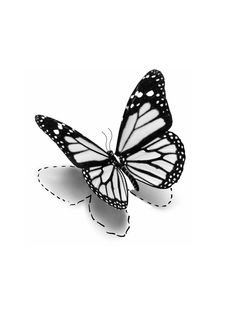 a black and white butterfly on a white background