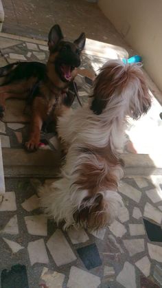 two dogs sitting on the ground with their mouths open