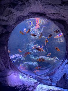 an aquarium filled with lots of different types of fish in it's water tank