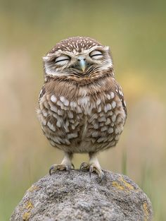 an owl sitting on top of a rock with its eyes closed and it's head turned to the side