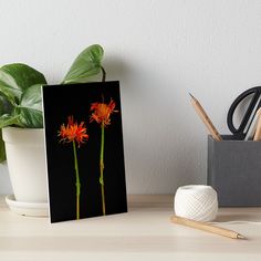 three orange flowers on a black background art board print