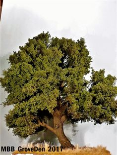 an image of a tree that is in the grass