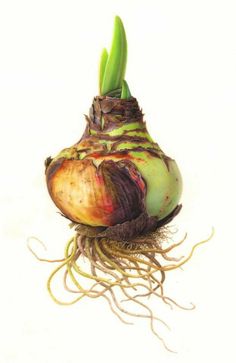 an onion with roots attached to it on a white background, showing the top part of its bulb