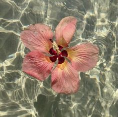 #hibiscus #flowers #summer Tropical Pfp, Tropical Core, Theme Pics, 2024 Moodboard, Coconut Dream, Face References, Phone Decor, Nothing But Flowers, Have Inspiration