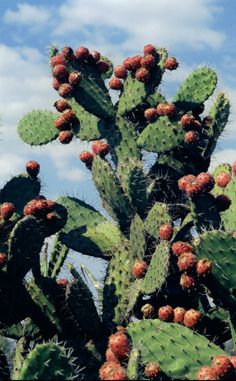 a large green cactus with red fruit on it's leaves and sky in the background