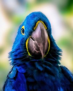 a blue and yellow parrot is looking at the camera