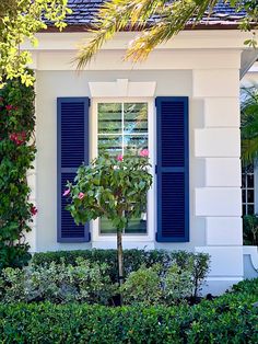 a white house with blue shutters and a potted tree in the front yard