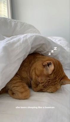 an orange cat laying on top of a bed covered in white sheets and pillows with the caption, she loves sleeping like a human