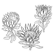 three different types of flowers are shown in this black and white drawing on a white background