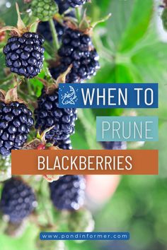 blackberries hanging from a tree with the words when to prune blackberryes on it