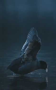 a bird with its wings spread out in the dark water, flying over it's surface