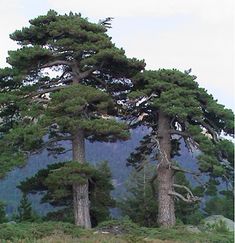 some very tall trees on top of a hill