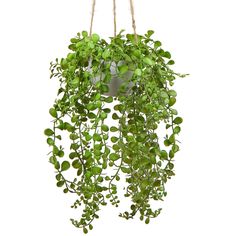 a green plant hanging from a rope