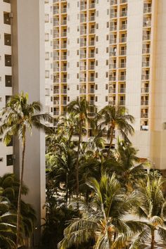 palm trees in front of a hotel with tall buildings behind it and a parking lot