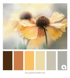 an image of a yellow flower with color swatches