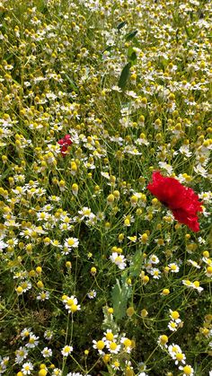 A photo I take of inspiration for my watercolor floral anda botanical illustrations Botanical Inspiration, Daisy Field, Botanical Illustration, Floral Watercolor, Poppies, Daisy, Plants, Flowers, Floral