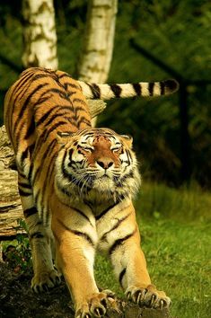 a tiger walking across a lush green field next to a tree trunk in front of a forest