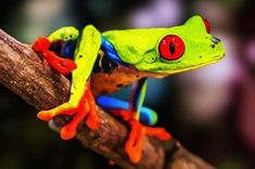 a red eyed frog sitting on top of a tree branch