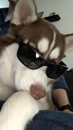 a husky dog wearing sunglasses while sitting on someone's lap