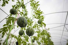 watermelon plants growing in a greenhouse on a cloudy day