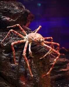 a large spider sitting on top of a rock