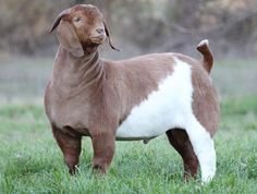 a brown and white dog standing on top of a lush green field