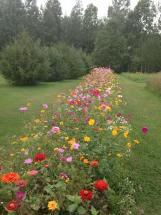 a long row of flowers in the middle of a grass field with trees behind it