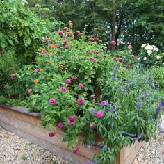 a garden filled with lots of different types of flowers