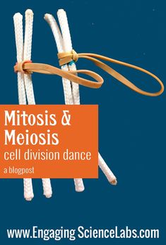 an orange and white sign that says, mittosis & meiosis cell division dance