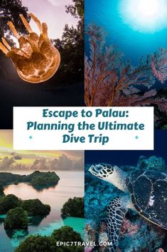 four different pictures with the words escape to palau planning the ultimate dive trip