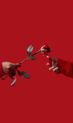 two hands reaching out towards each other to touch a rose that is being held by another hand