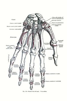 a diagram of the human hand and wrist