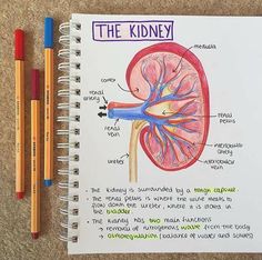 a notebook with an illustration of the kidney and two colored pencils on top of it