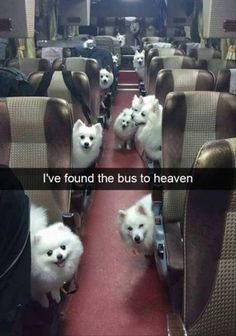 two small white dogs sitting on top of an empty bus seat with the words, i've found the bus to heaven