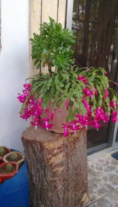 a potted plant sitting on top of a tree stump