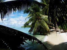 palm trees line the shore of a tropical beach