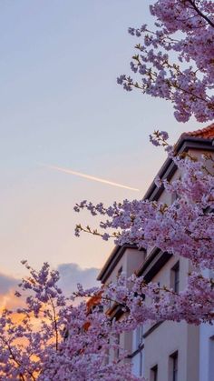 pink flowers are blooming on the trees in front of a building