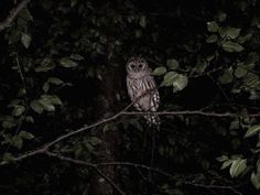 an owl sitting on top of a tree branch at night