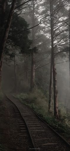 a train track in the middle of a forest with trees on both sides and fog