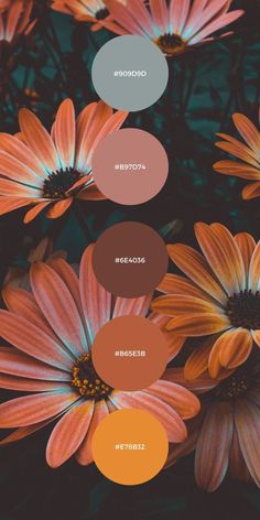 an image of flowers with different colors in the center and below them are text that reads,