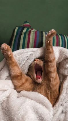 an orange tabby cat yawns while laying on its back in a white blanket