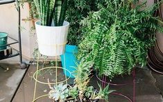 several potted plants are sitting on the ground