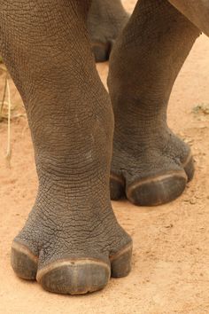 an elephant standing next to a baby elephant with its trunk on it's back