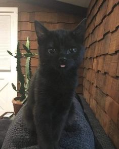 a black cat sitting on top of a couch next to a cactus plant in front of a wooden wall