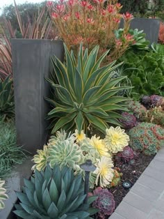 many different types of plants in a garden