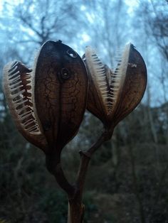 a close up of a flower on a tweex screen with the caption cardiorium gigtiantum seed pods ev tray