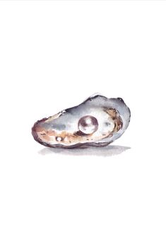 an oyster shell on a white background with watercolors and ink drawing style painting