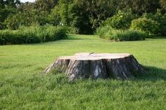 a tree stump sitting on top of a lush green field