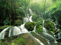 a man sitting on top of a rock next to a waterfall in the forest with green foliage